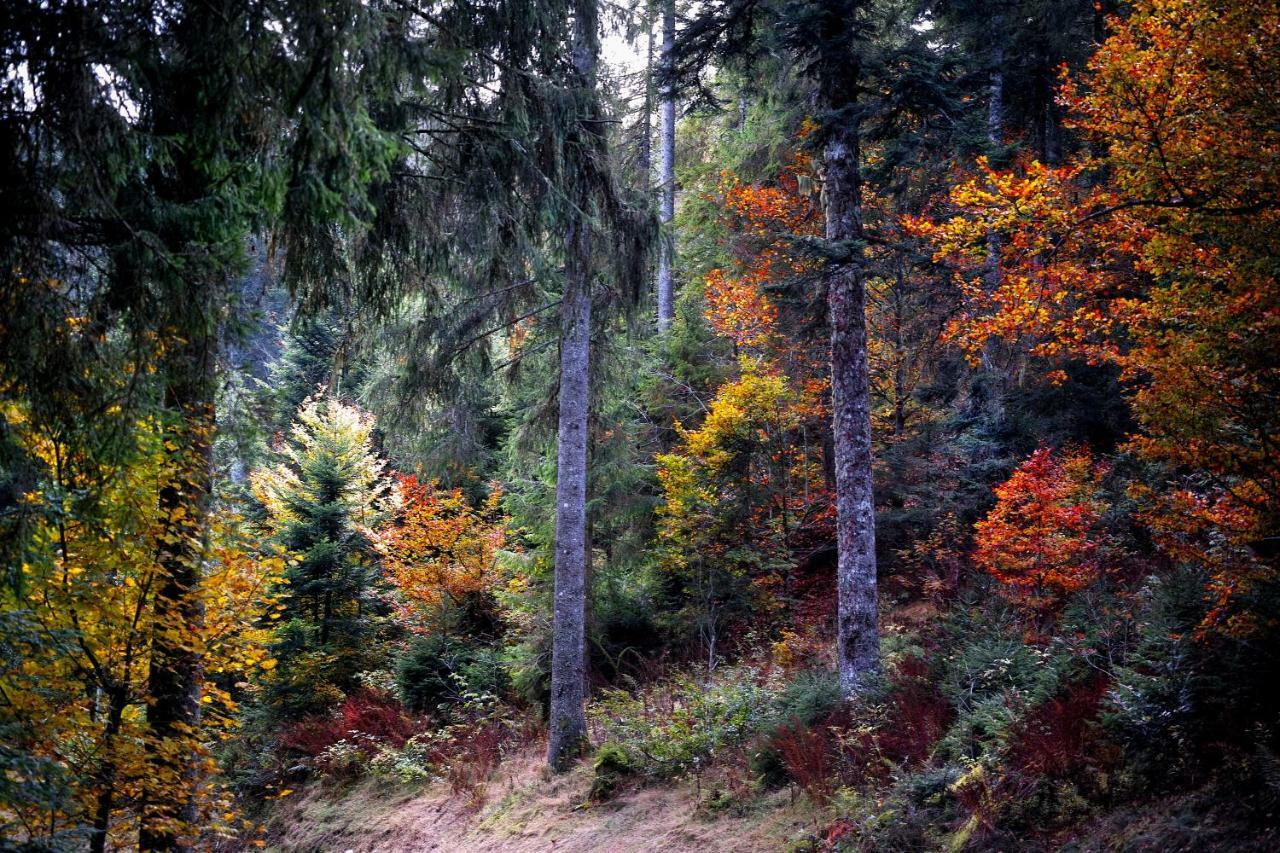 C3 Albmatte-Fewo Sauna, Hallenbad Aussenbecken Massagen Nebenan ซังคท์บลาเซียน ภายนอก รูปภาพ
